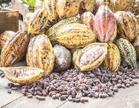Investors target N100m turnover yearly from cocoa project inside Pelican Greenish Acres Estate
